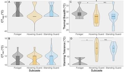 Stingless bee foragers experience more thermally stressful microclimates and have wider thermal tolerance breadths than other worker subcastes